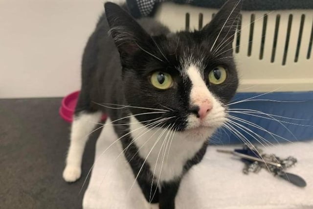 The black and white Domestic Shorthair Crossbreed is approximately seven years old. Binky settled into RSPCA care amazingly. She can go from an extremely energetic and playful cat into a very relaxed cat chilling on your knee in the space of minutes.