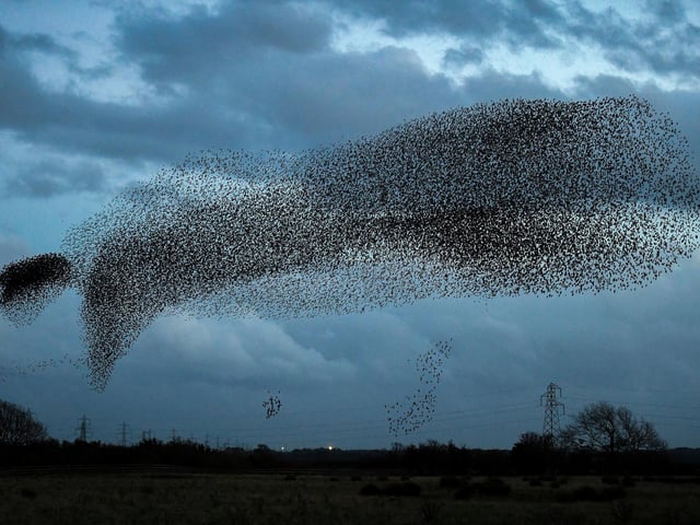 Starlings put on a display as they gather in murmurations in Gretna, Scotland.