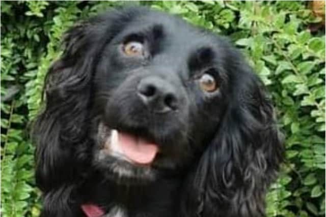 South Yorkshire Police sniffer dog Willow found a gun, bullets and £10,000 during a recent search