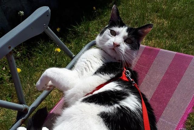 Billy has been chilling on the sun with his owner Catherine Burrows.