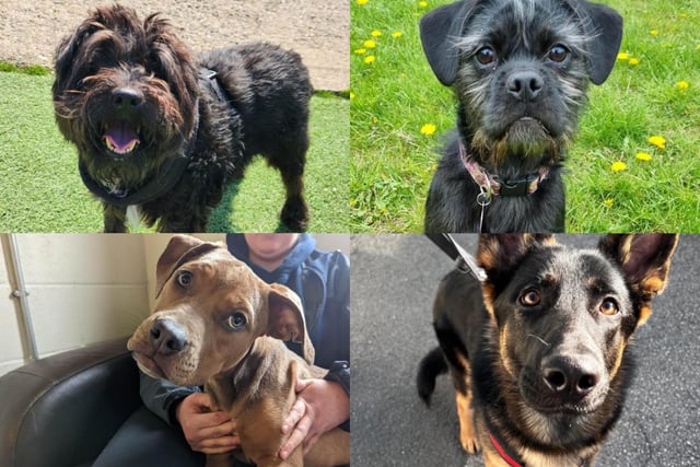 Can you offer one of these dogs a home?