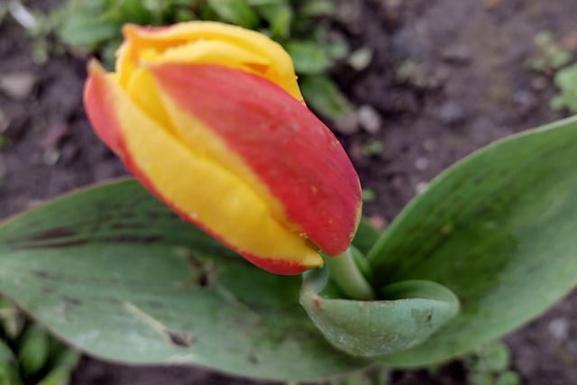 Tulip taken by Catherine Langan