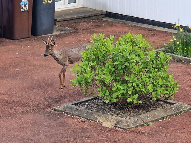 Roe Deer spotted in Lynnwood gardens by Terry Nash