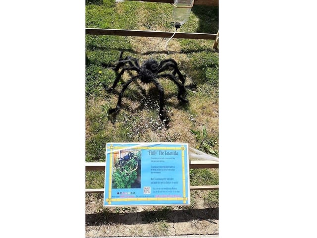 A huge spider, which villagers will be pleased to hear didn't escape