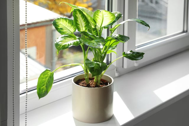 The leopard lily, also known as dumb cane, is one of the easiest indoor houseplants to care for and so one of the most common, but like other family members is moderately toxic