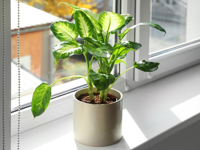 The leopard lily, also known as dumb cane, is one of the easiest indoor houseplants to care for and so one of the most common, but like other family members is moderately toxic