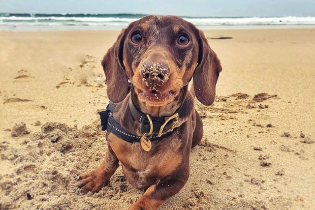 People love following this adorable pup on his adventures around the North East and beyond. He has 34.8k followers.
