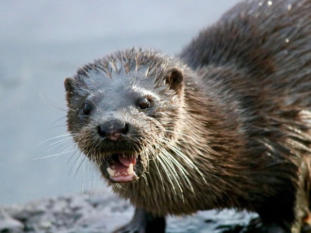 Dunsapie Loch, Arthurs Seat, Edinburgh. This otter popped out of the ice-covered loch right beside me, no 2 metre distancing!