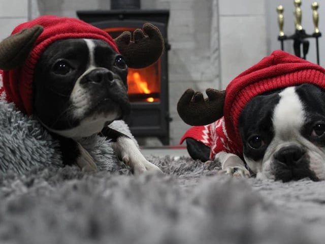 Boston Terriers Sasha and Dotty. Shared by Maxine Garrity.