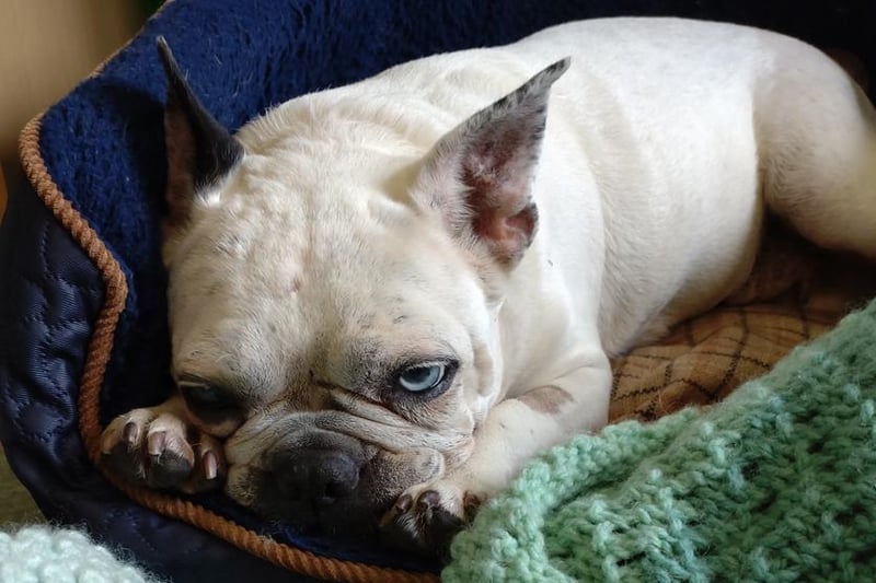 Gizzy is a nine-year-old French Bulldog.
She is available to foster on medical grounds, where her medical costs will be covered by Thornberry Animal Sanctuary.
Gizzy is a friendly little lady who will need to live within 10 miles of Thornberry so that she can visit the vets there when needed. 
She should be the only pet in the home but could live with children aged 14 and above.
She has lived a sheltered life and really deserves love and affection with home comforts.