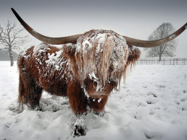 One of the Highland cattle at the Graves Park Animal Farm, Sheffield, covered in snow in February 2009