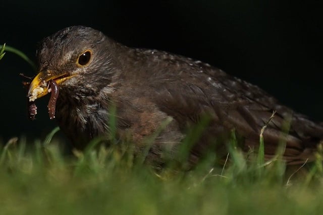 Female blackbird with lunch for hungry chicks