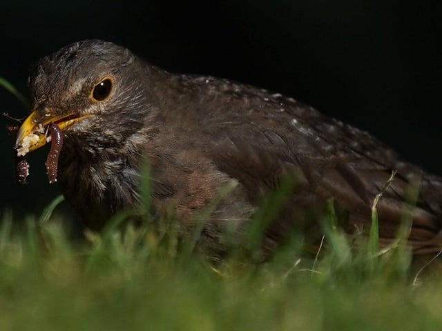Female blackbird with lunch for hungry chicks