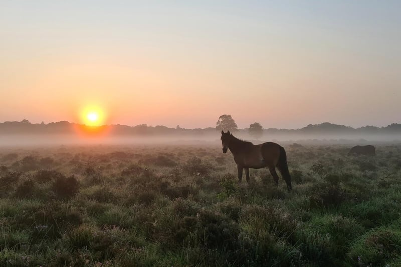 Just look at this scenery! The New Forest is a really beautiful spot, it would make a perfect filming location for the Lord of the Rings show. Picture: Alex Yorke