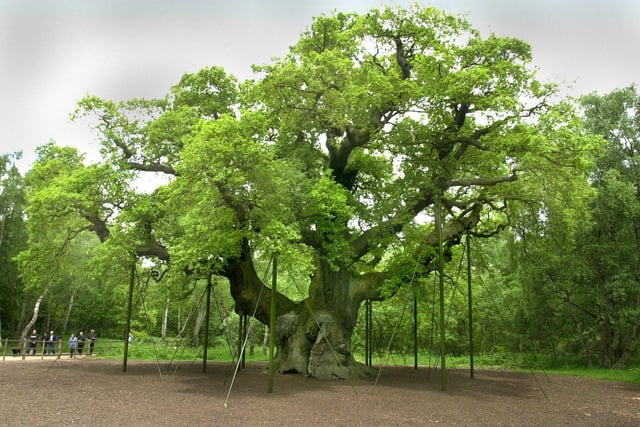 A total 162,893 visitors flocked to Robin Hood’s legendary home, Sherwood Forest Country Park, home of the famous Major Oak, between January and November – with August proving to be the most popular month when 38,175 people visited.