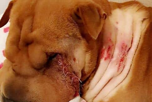 Kiara spent four hours in emergency surgery after being attacked by another dog in Hackenthorpe