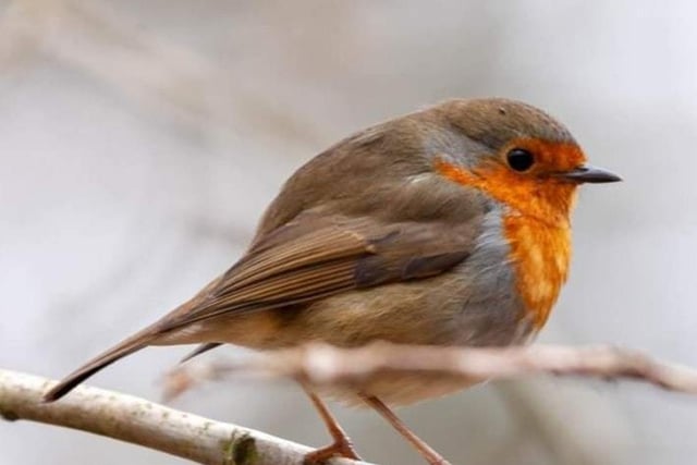Robin in the woods by Helen Toulson