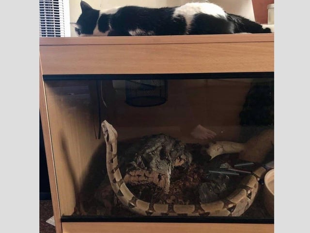 Rue the boa constrictor, aged five.
