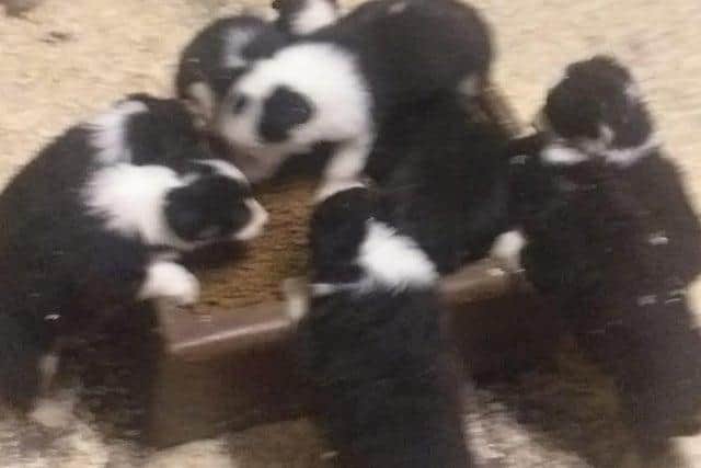 The nine Border Collie puppies along with two Jack Russell adult dogs are home in time for Christmas.