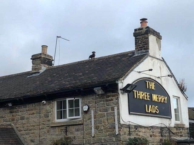 This striking snap of a proud-looking Dachshund perched on the roof of a Sheffield pub went viral on Reddit (pic: RocketManDan123)