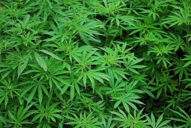 Sheffield Crown Court has heard how a drug-offender has been ordered to pay over £1,340 after police found 30 cannabis plants at his home in Dinnington, near Sheffield and Rotherham. Pictured is an example of cannabis plants courtesy of Pixabay.