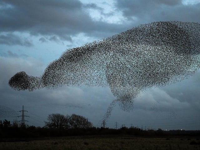 Starlings put on a display as they gather in murmurations in Gretna, Scotland.