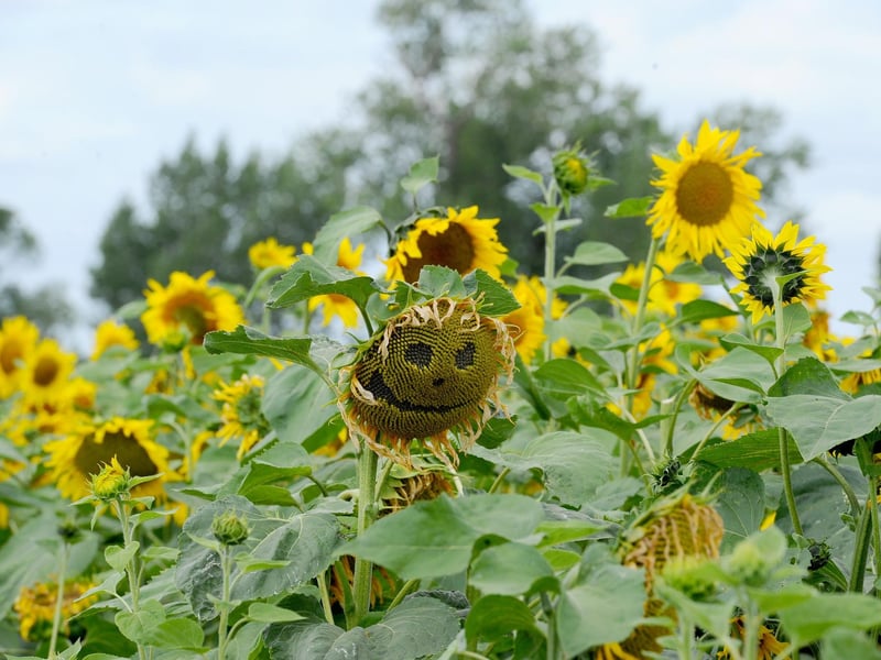 Sam's Sunflowers in Hayling Island, will be opening again this August.

Picture: Sarah Standing (040824-3954)