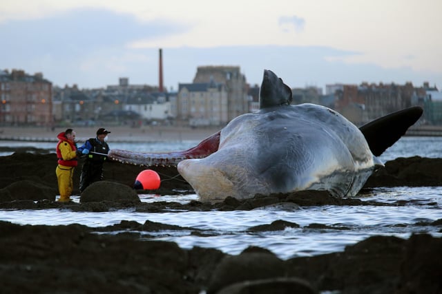 Marine rescue workers examine a sperm whale that washed up on Portobello beach in Edinburgh.