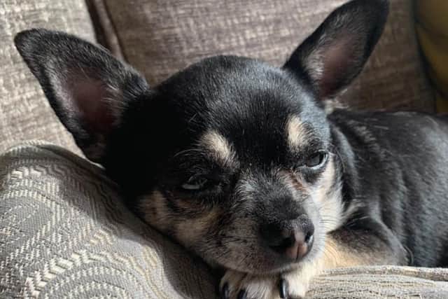 Booboo, whose owner James Prescott was alarmed when a driver in Crookes, Sheffield, started asking a series of 'suspicious' questions about the dog