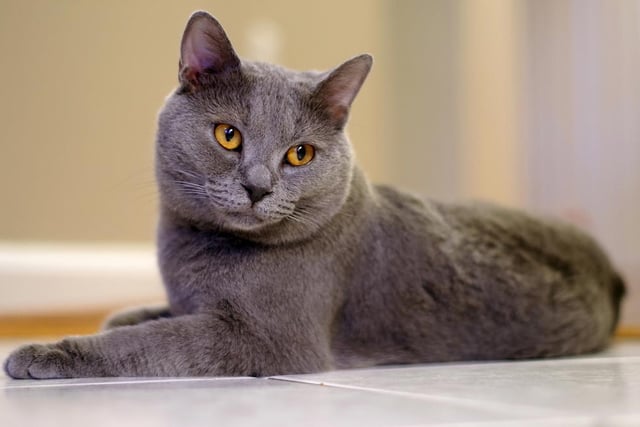 Chartreux cats often wait patiently for their owner to come home and are always on their best behaviour. They are friendly companions and will become instantly devoted to their human family (Photo: Shutterstock)
