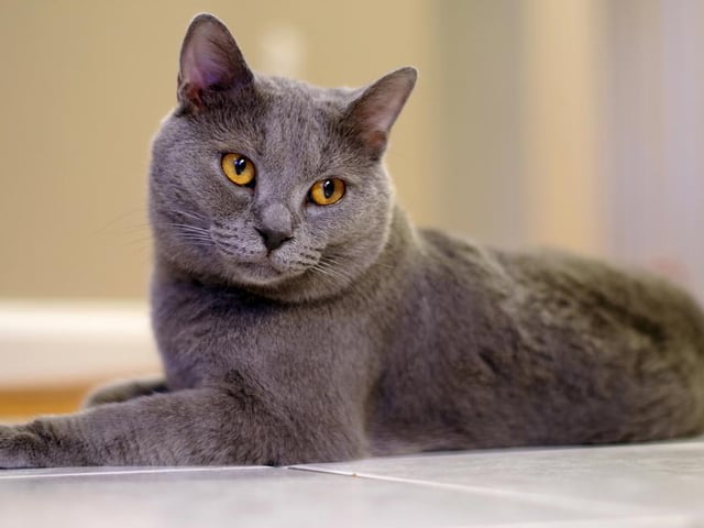Chartreux cats often wait patiently for their owner to come home and are always on their best behaviour. They are friendly companions and will become instantly devoted to their human family (Photo: Shutterstock)