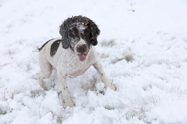 Springer spaniel, Chester plays in the snow near Buxton, Derbyshire. 
All Rights Reserved: F Stop Press Ltd.  
+44 (0)7765 242650 www.fstoppress.com www.rkpphotography.co.uk