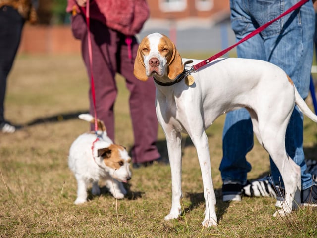 Breeds of all sizes could compete in the show - did you take part?