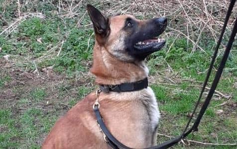 New police dogs have been trained and are now ready to work on the streets of South Yorkshire