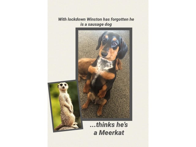 Winston the nine-month-old miniature dachshund, from Waterlooville, has forgotten what day it is - and that he's actually a sausage dog.
