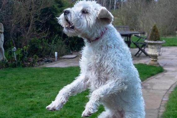 Dog jumping into the air by @the_sky_is_the_limit