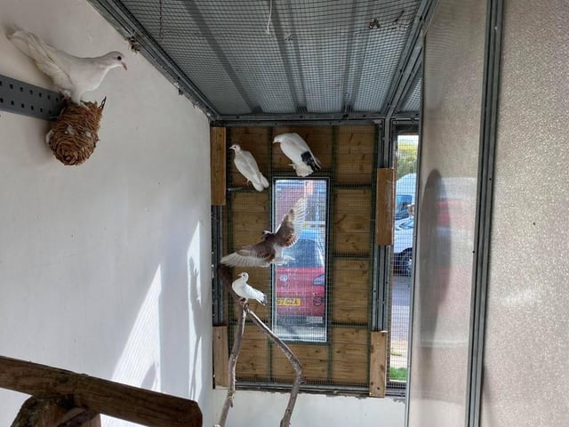 We have a beautiful group of doves looking for their new home, either together or separately. They would greatly appreciate a large aviary to stretch their wings