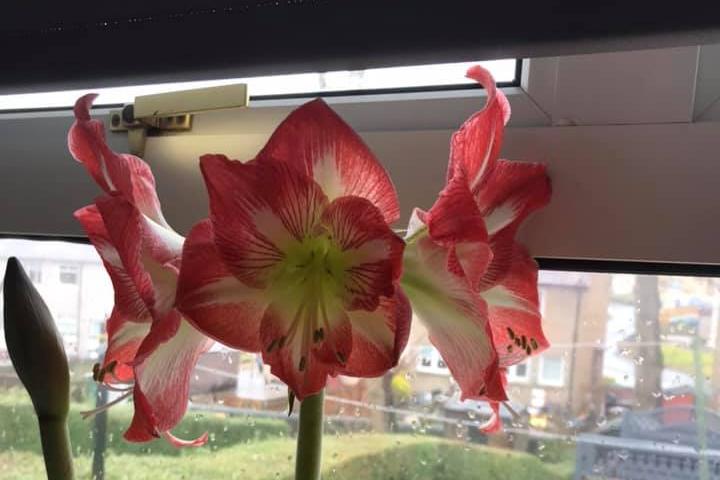 A picture taken of an amaryllis flowering on a rainy day taken by Linzy Reid.