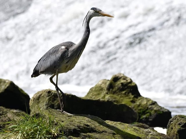 Grey heron fishing at the weir in Sprotborough