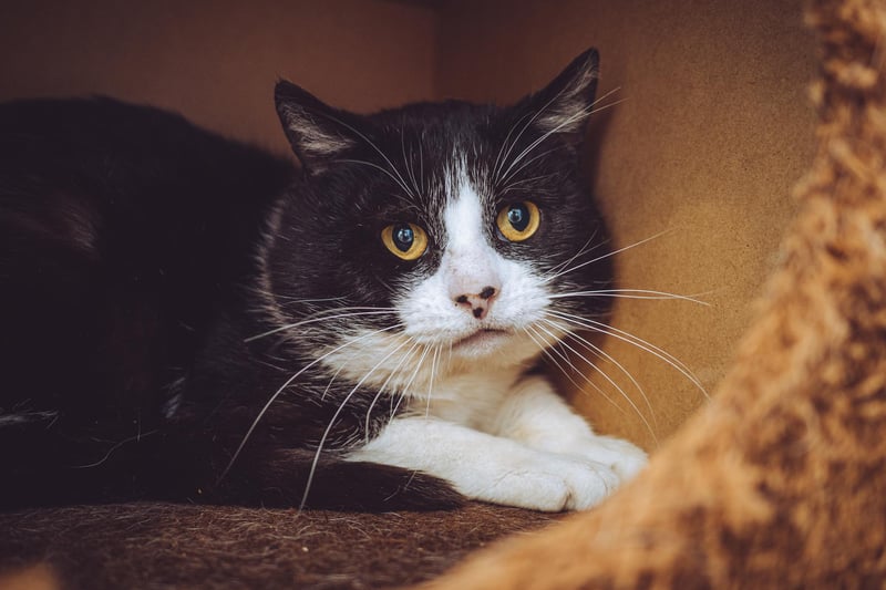 Brutus is the longest resident at the Chesterfield centre. He has found his stay stressful but after constant reassurance from the animal care staff he has come around to be a super affectionate and loving cat.