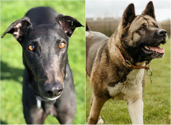 Could you help to give Jai and Mabel a forever home?