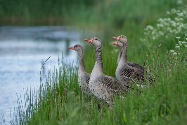 Greylag Geese at South Tayside Goose Roosts (Perth and Kinross).