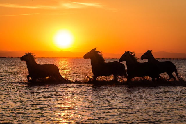 Horses at dawn in the sea at Hayling taken by Becky Hitchcock
