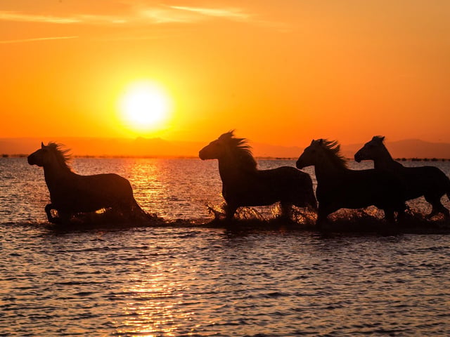 Horses at dawn in the sea at Hayling taken by Becky Hitchcock