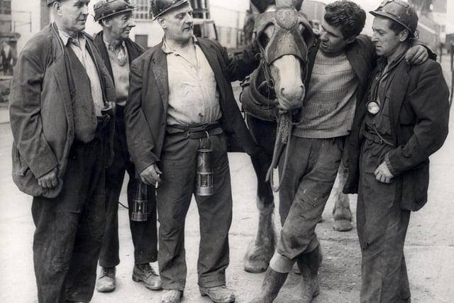 Pit pony "Monarch" and miners at Woolley Colliery, Barnsley...July 1963...  with pony boy Eric Humphrey, second from right