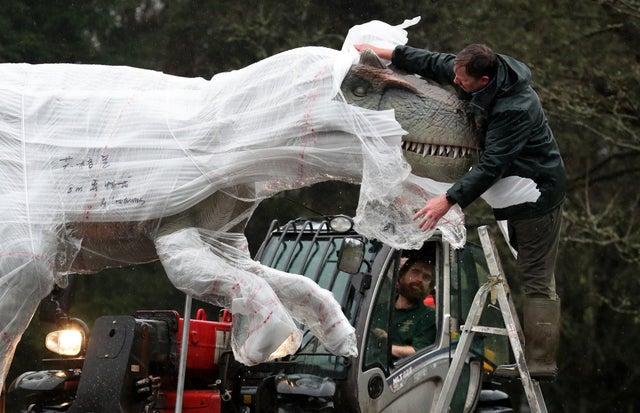 An Allosaurus is moved from a shipping container after arriving at the Safari park