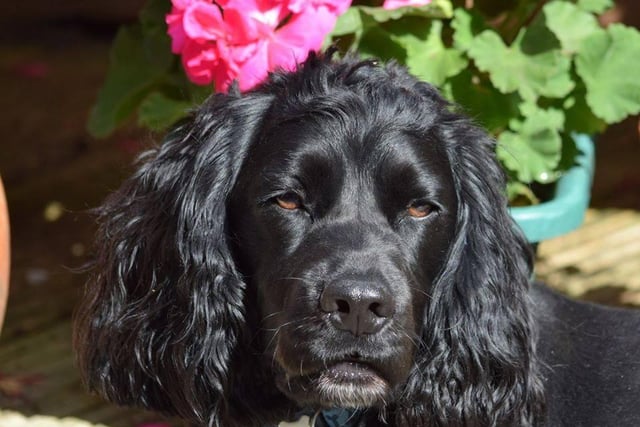 Carolyn Armstrong said: This is our Bobby, a nearly two-year-old Cocker Spaniel. We think he is gorgeous (but mischievous) he likes pinching socks from the washing machine and us chasing after him to get them back.