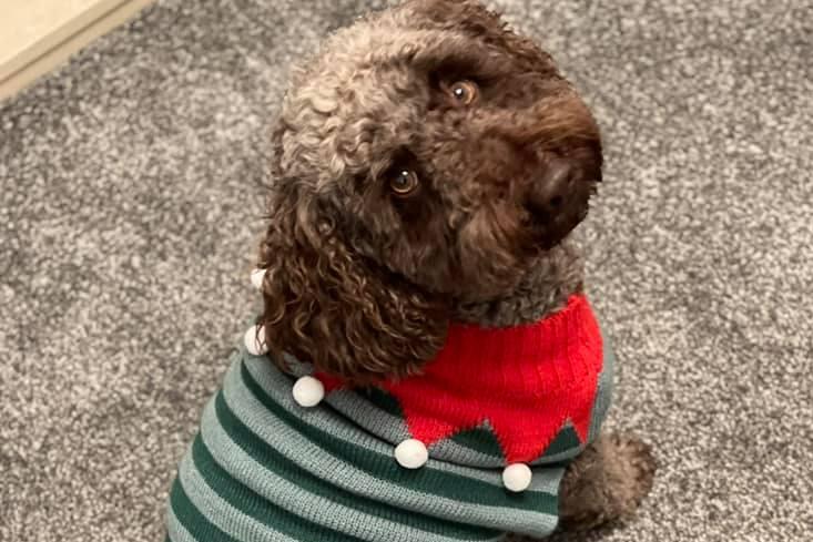 Charlie looks up to mischief for the festive season - and what a great Christmas jumper!