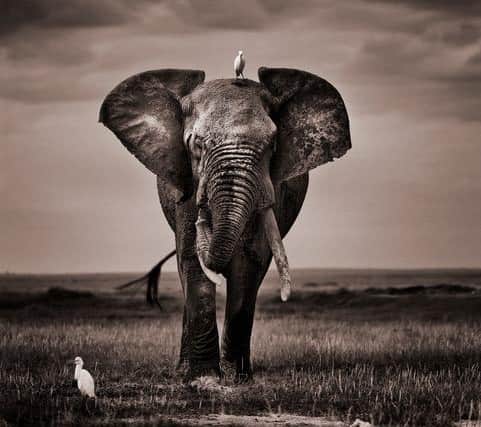 Saving Elephants: The Book