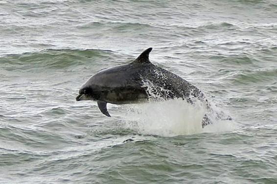The dolphins were spotted near Roker Pier on Tuesday, June 9.
